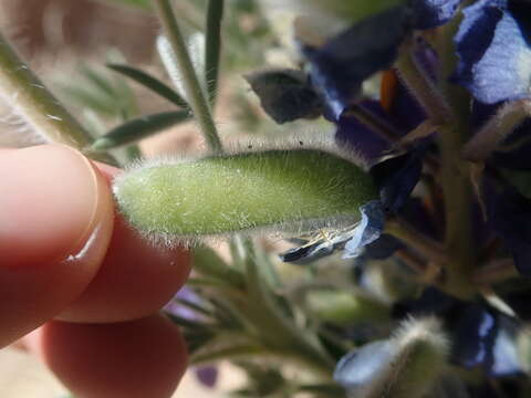 Imagem de Lupinus oreophilus Phil.