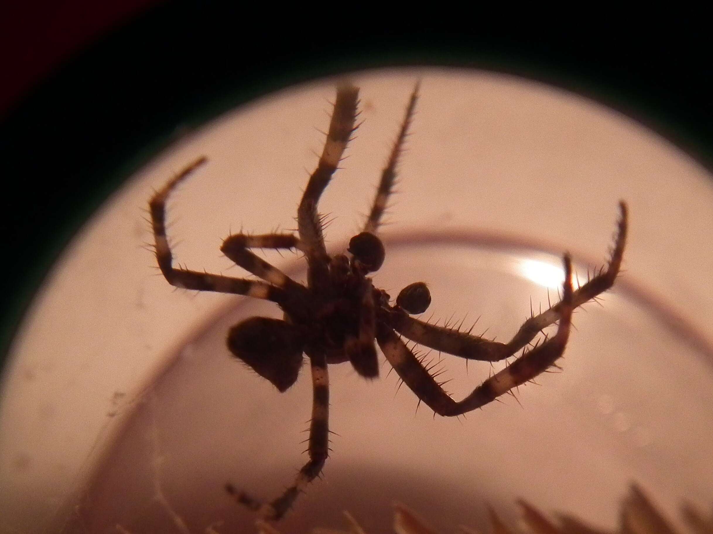 Image of Araneus angulatus Clerck 1757