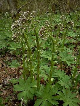 Petasites frigidus var. palmatus (Ait.) Cronq.的圖片