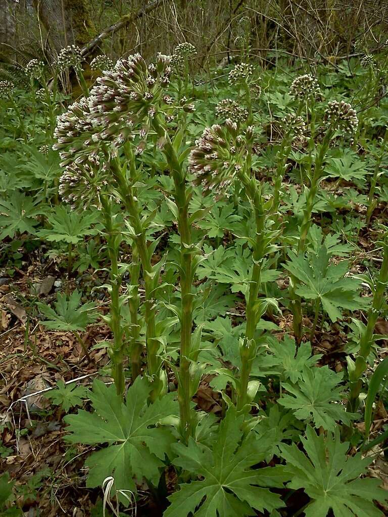 Image of arctic sweet coltsfoot