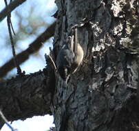 Image of Chinese Nuthatch