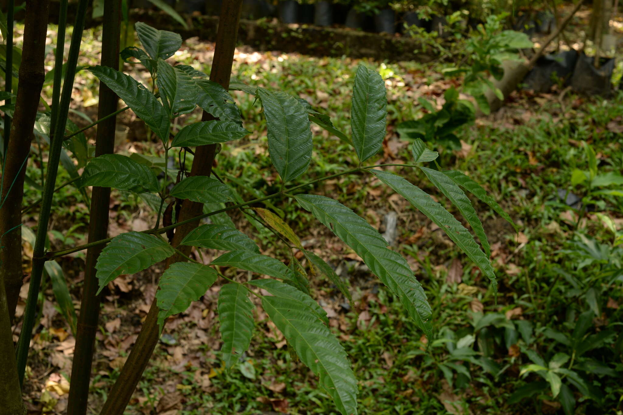 Image of bandicoot-berry