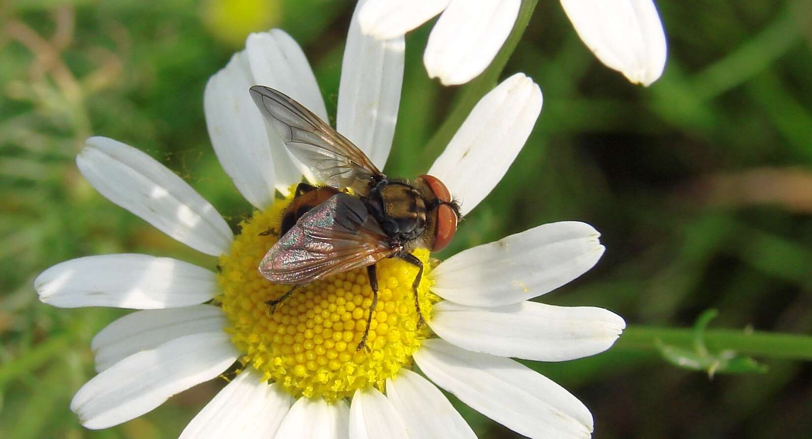 Image of Phasia aurigera (Egger 1860)