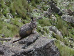 Image of Northern Mountain Viscacha