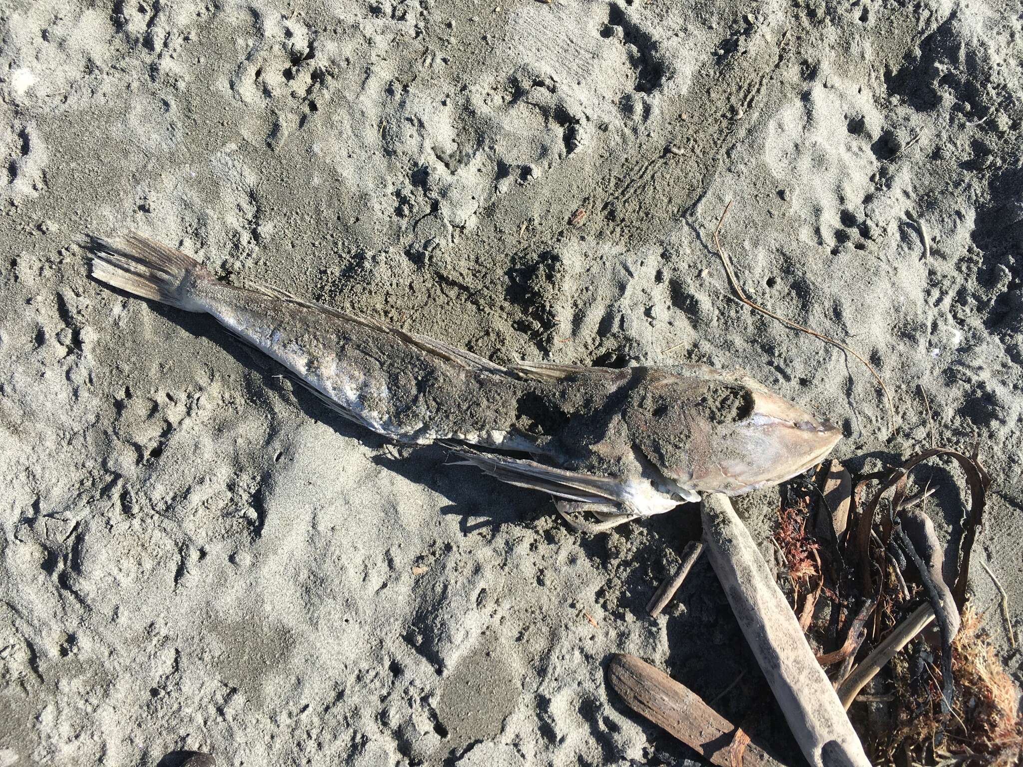 Image of Bluefin Gurnard