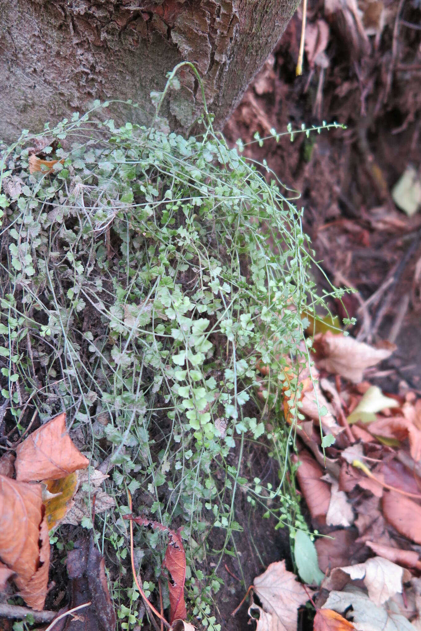 Image of Asplenium flabellifolium Cav.