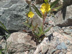 Image of Small sundrops