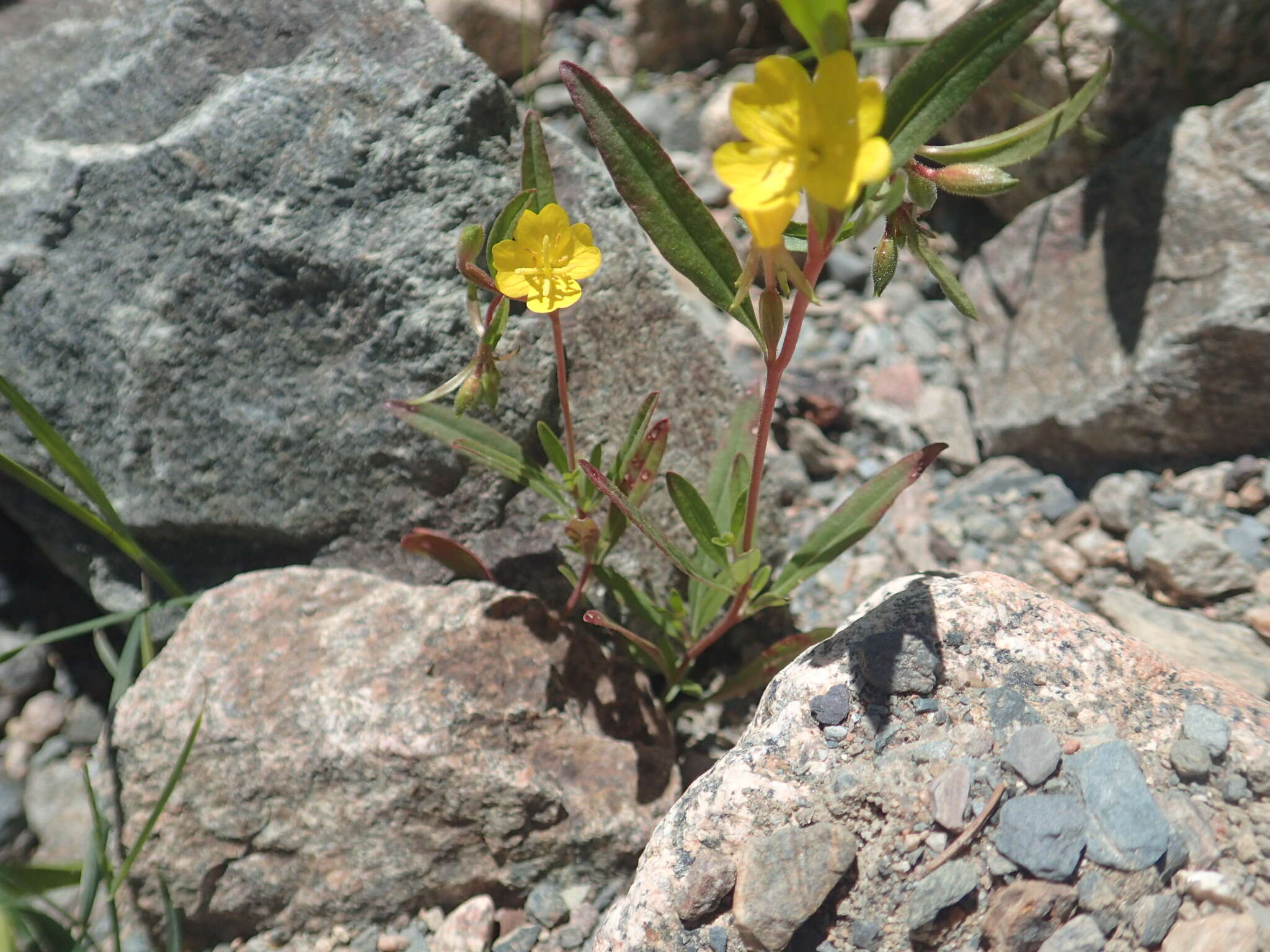 Image of Small sundrops