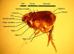 Ctenocephalides felis (Bouche 1835) resmi