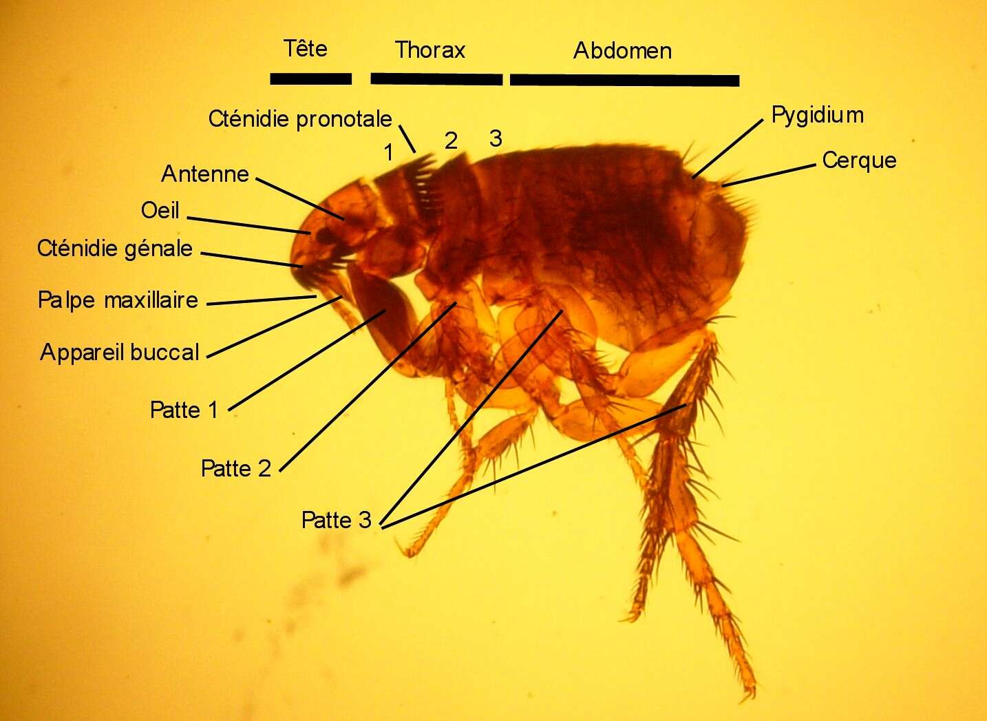 Image of Cat Flea