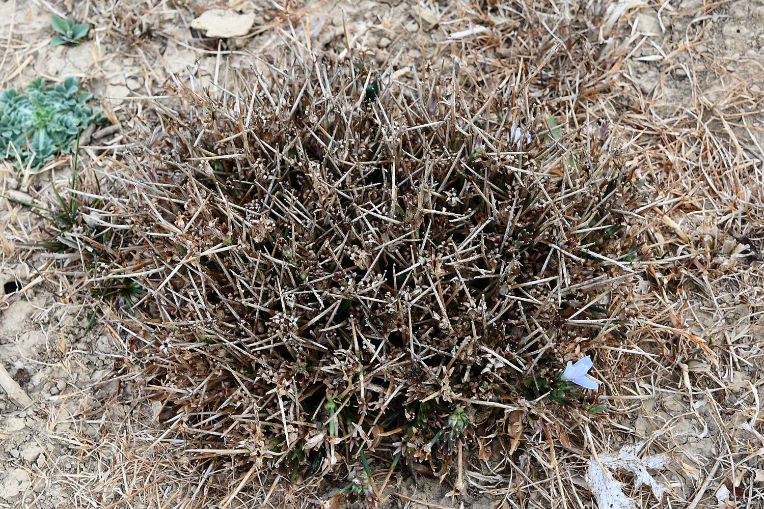 Image of Cichorium spinosum L.