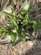 Imagem de Delosperma herbeum (N. E. Br.) N. E. Br.