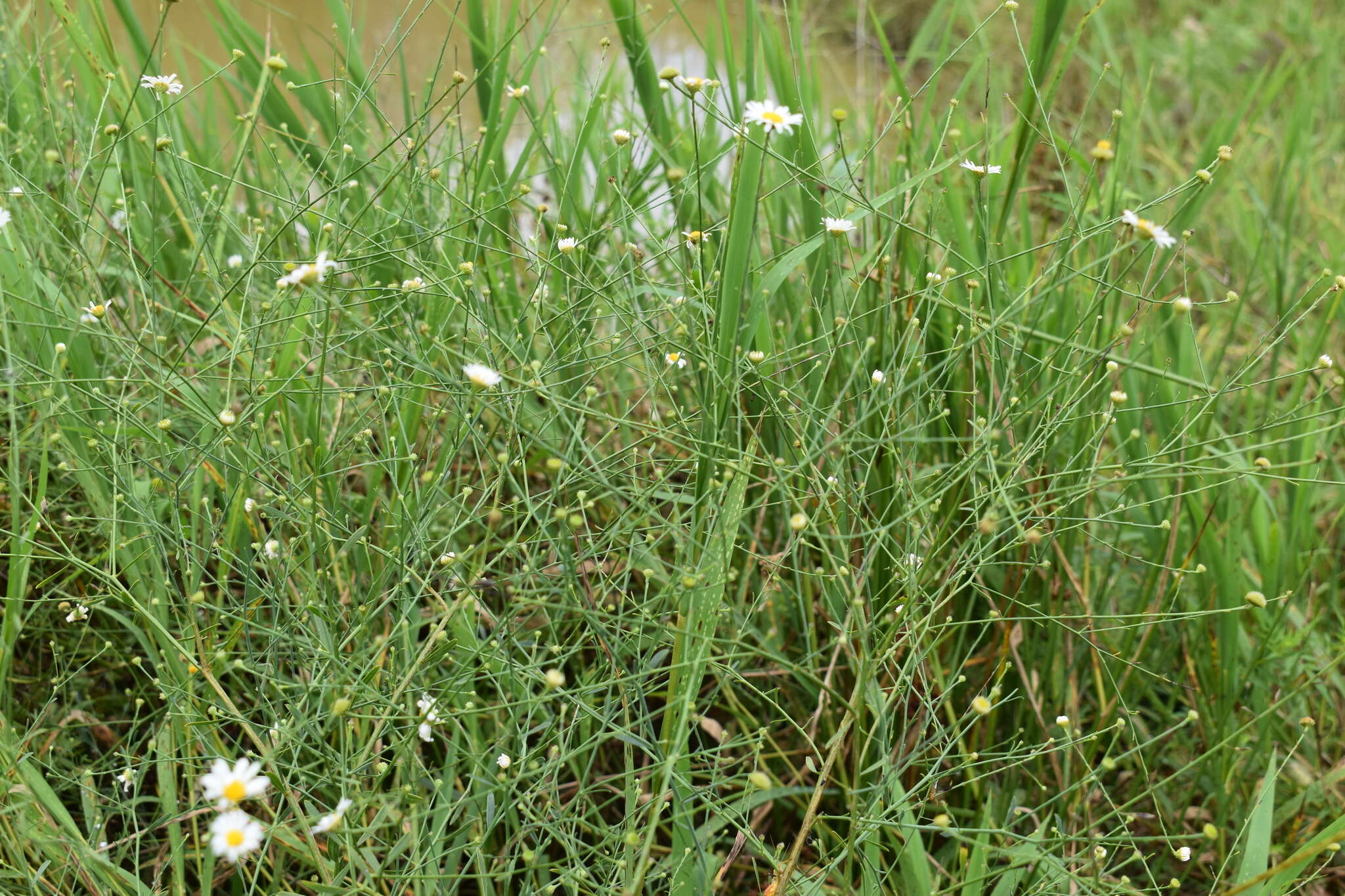 Imagem de Boltonia diffusa Ell.