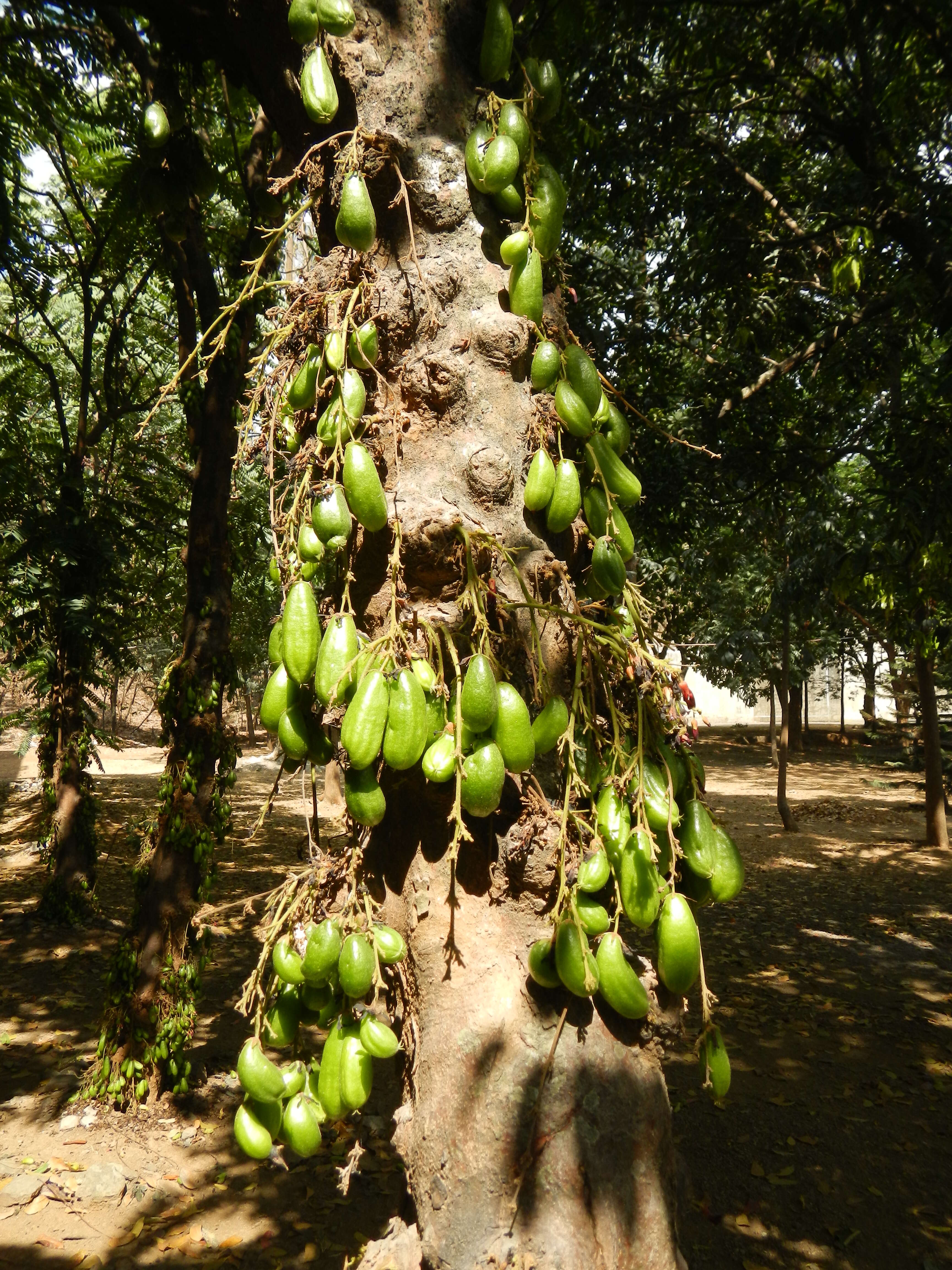 Image of bilimbi