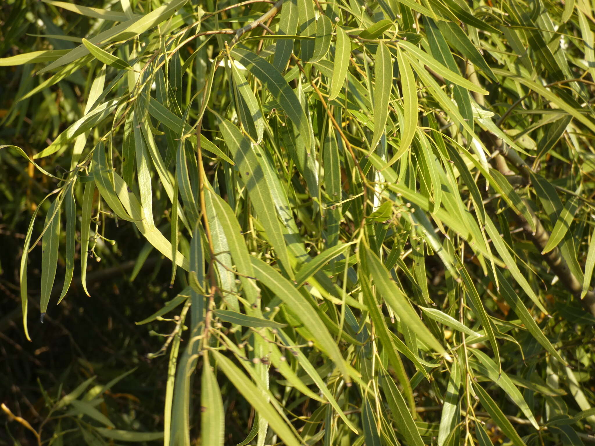 Image of Nectandra angustifolia (Schrad.) Nees & Mart. ex Nees