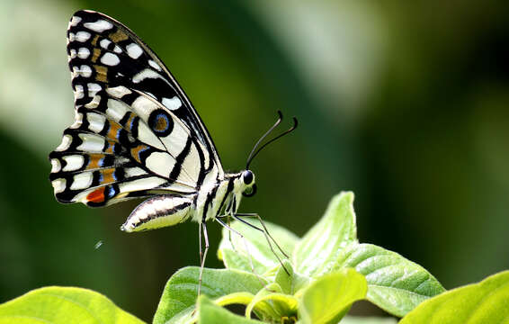 Image of Lime butterfly