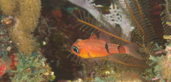 Image of Belted Cardinalfish