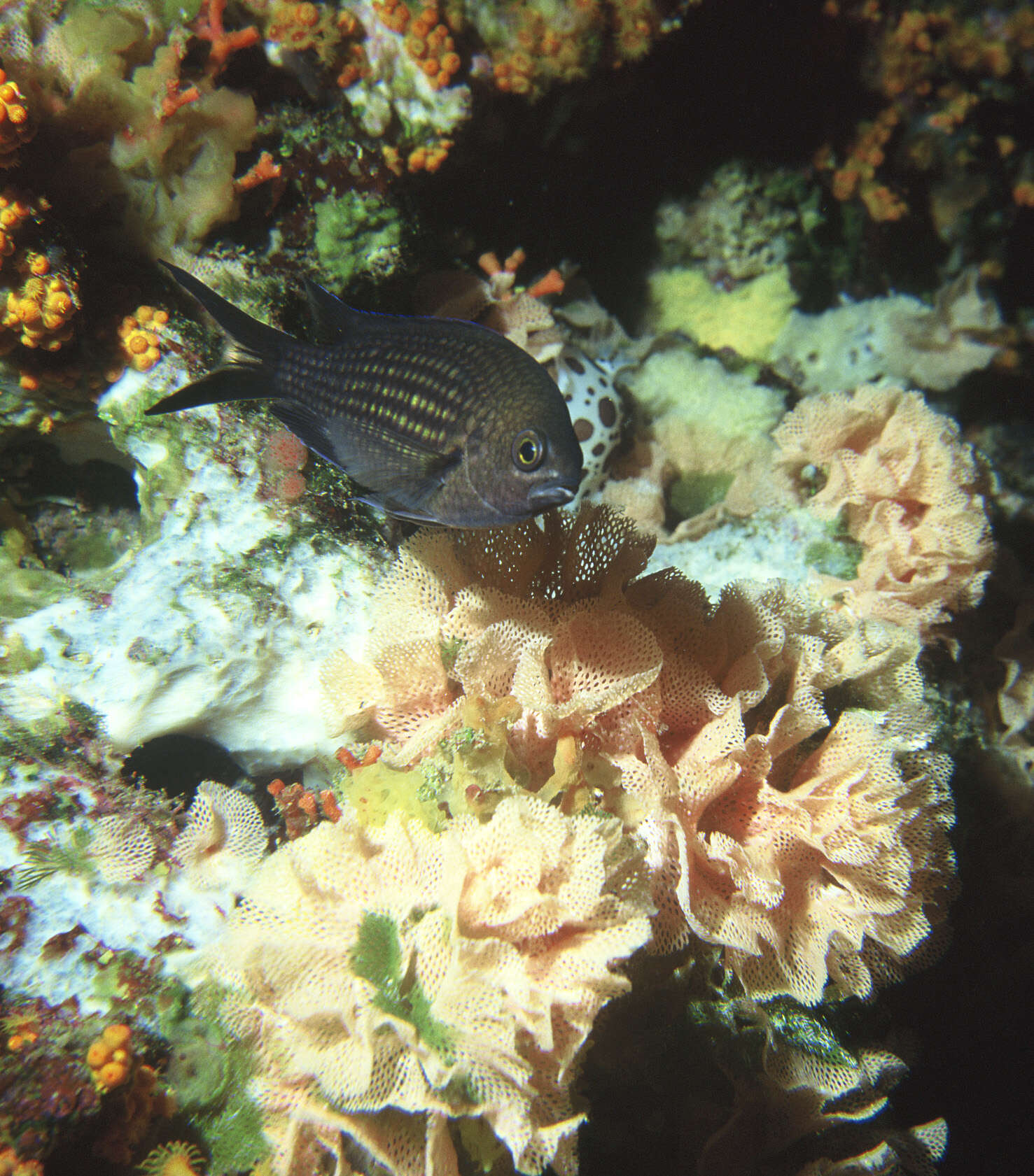 Image of Damsel fish