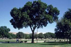 Image of American elm