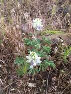 Lupinus malacophyllus Greene resmi