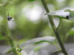 Image of Bijoaraneus mitificus