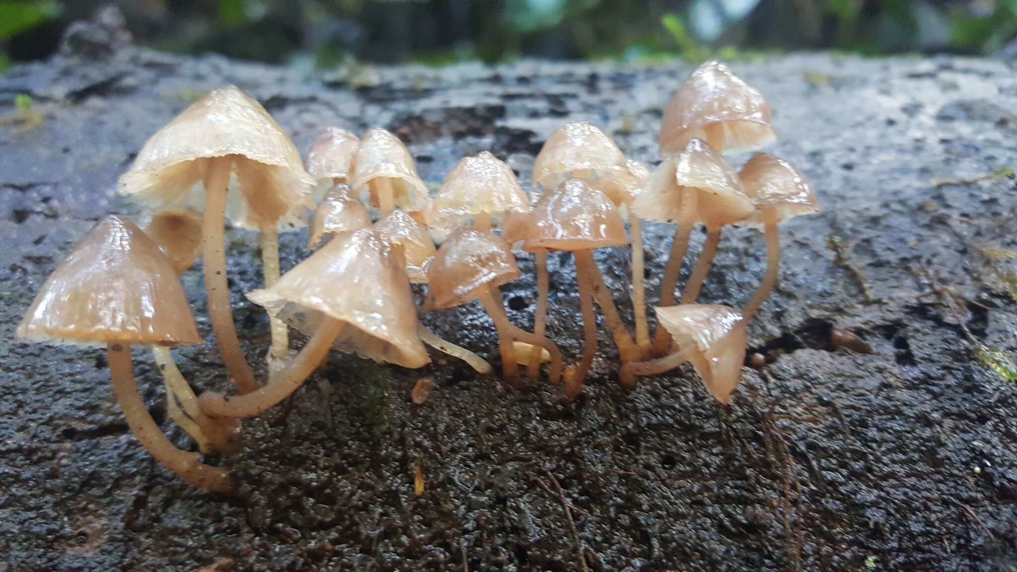 Sivun Mycena bulliformis B. A. Perry & Desjardin 2016 kuva