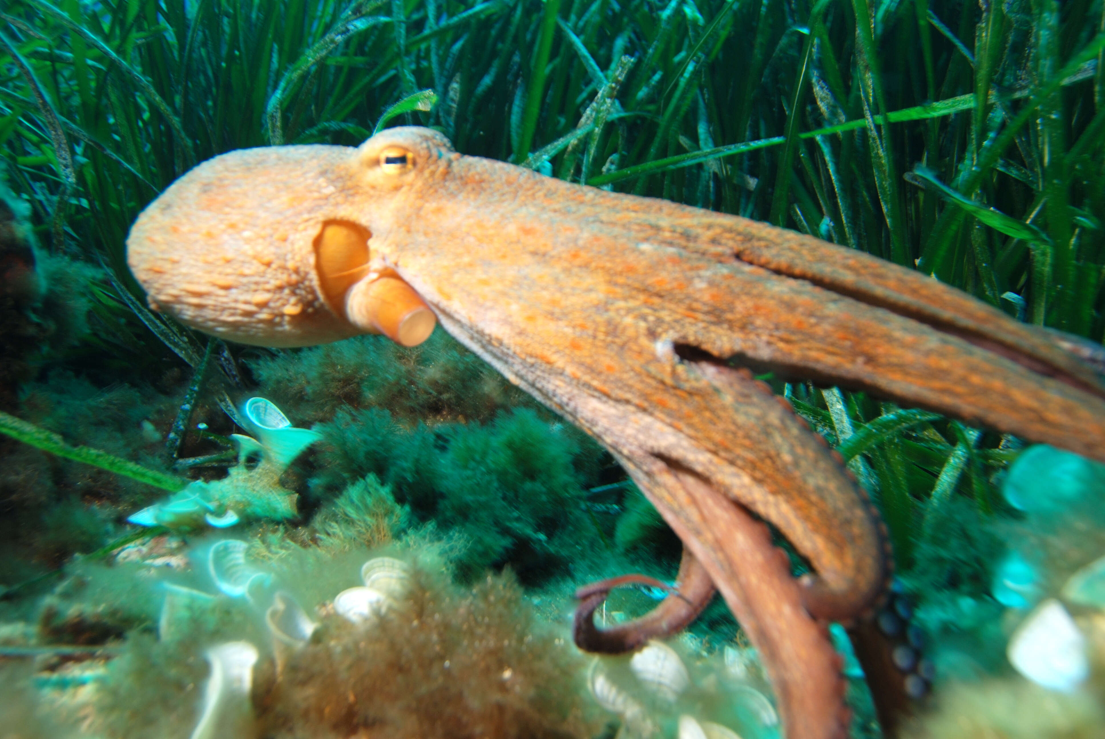 Image of Common octopus