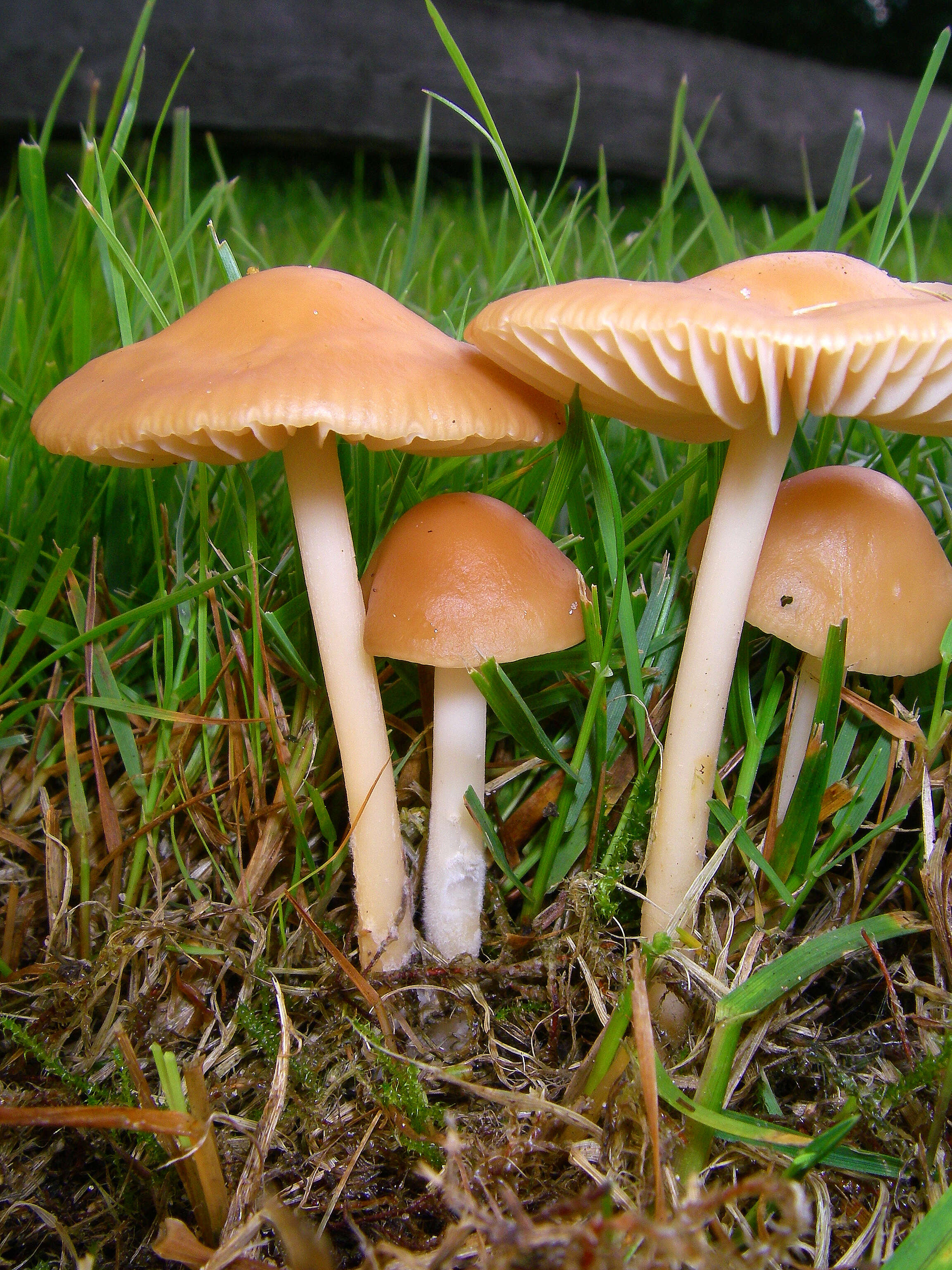 صورة Marasmius oreades (Bolton) Fr. 1836