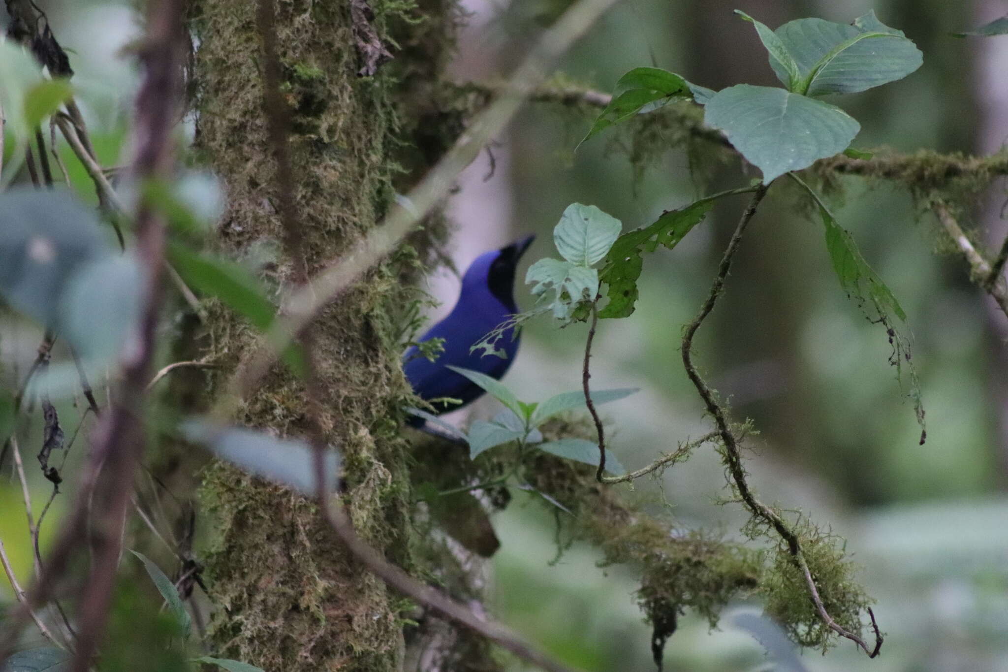 Image of Black-collared Jay