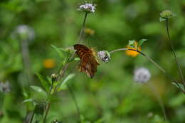 Imagem de Euptoieta hegesia meridiania Stichel 1938