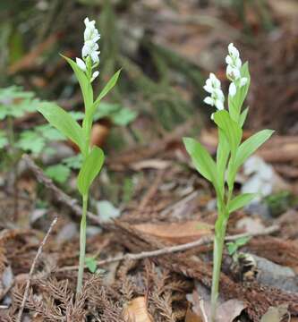 Image of Cephalanthera erecta (Thunb.) Blume