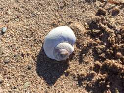 Image of common northern moonsnail