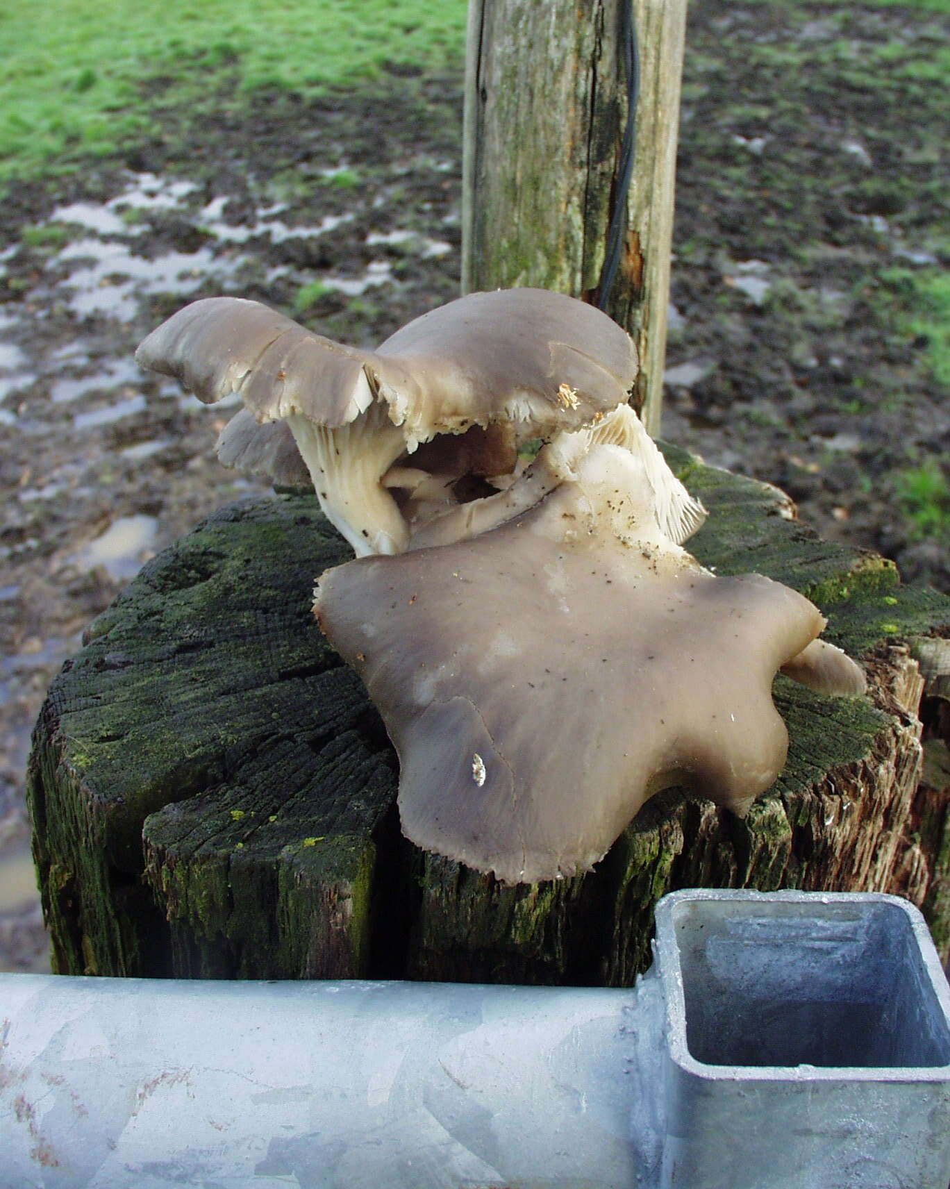 Image of Pleurotus ostreatus (Jacq.) P. Kumm. 1871