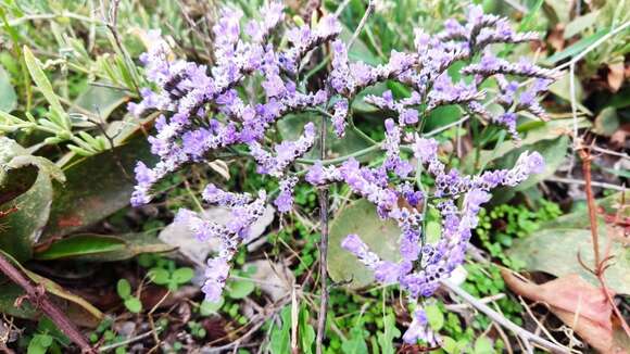 Image of Limonium compactum Erben & Brullo