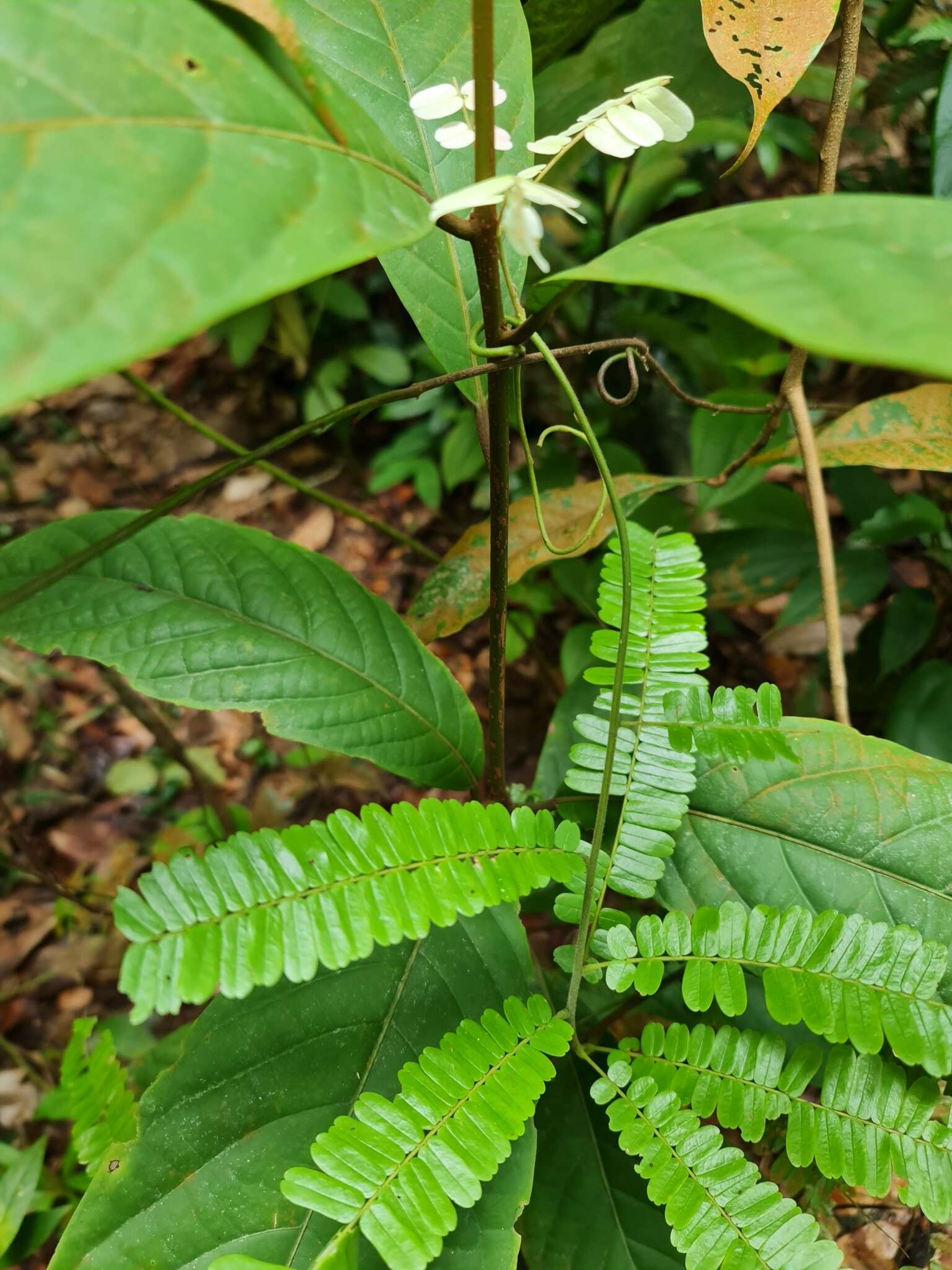 Image of Rourea mimosoides (Vahl) Planch.