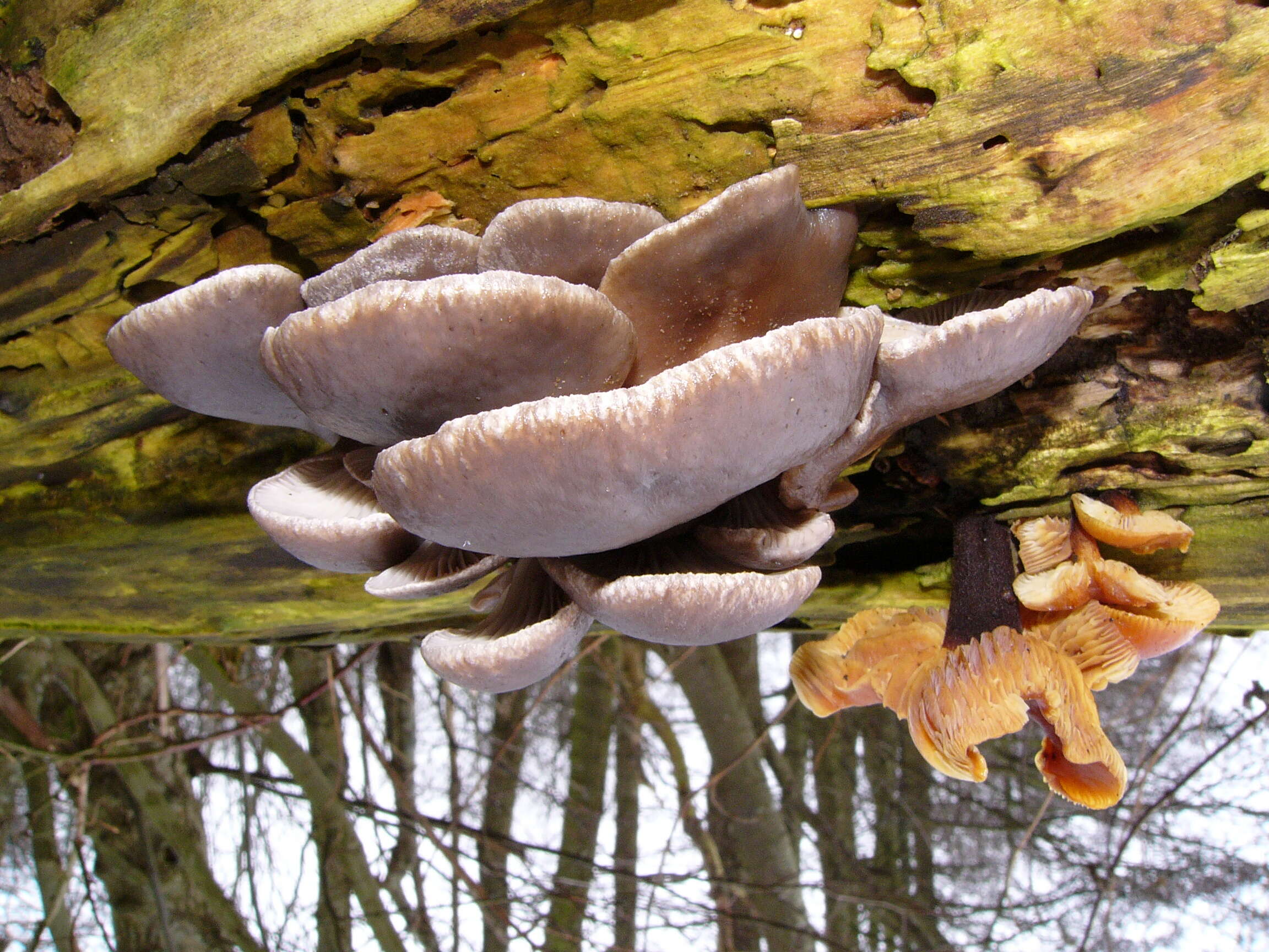 Image of Pleurotus ostreatus (Jacq.) P. Kumm. 1871