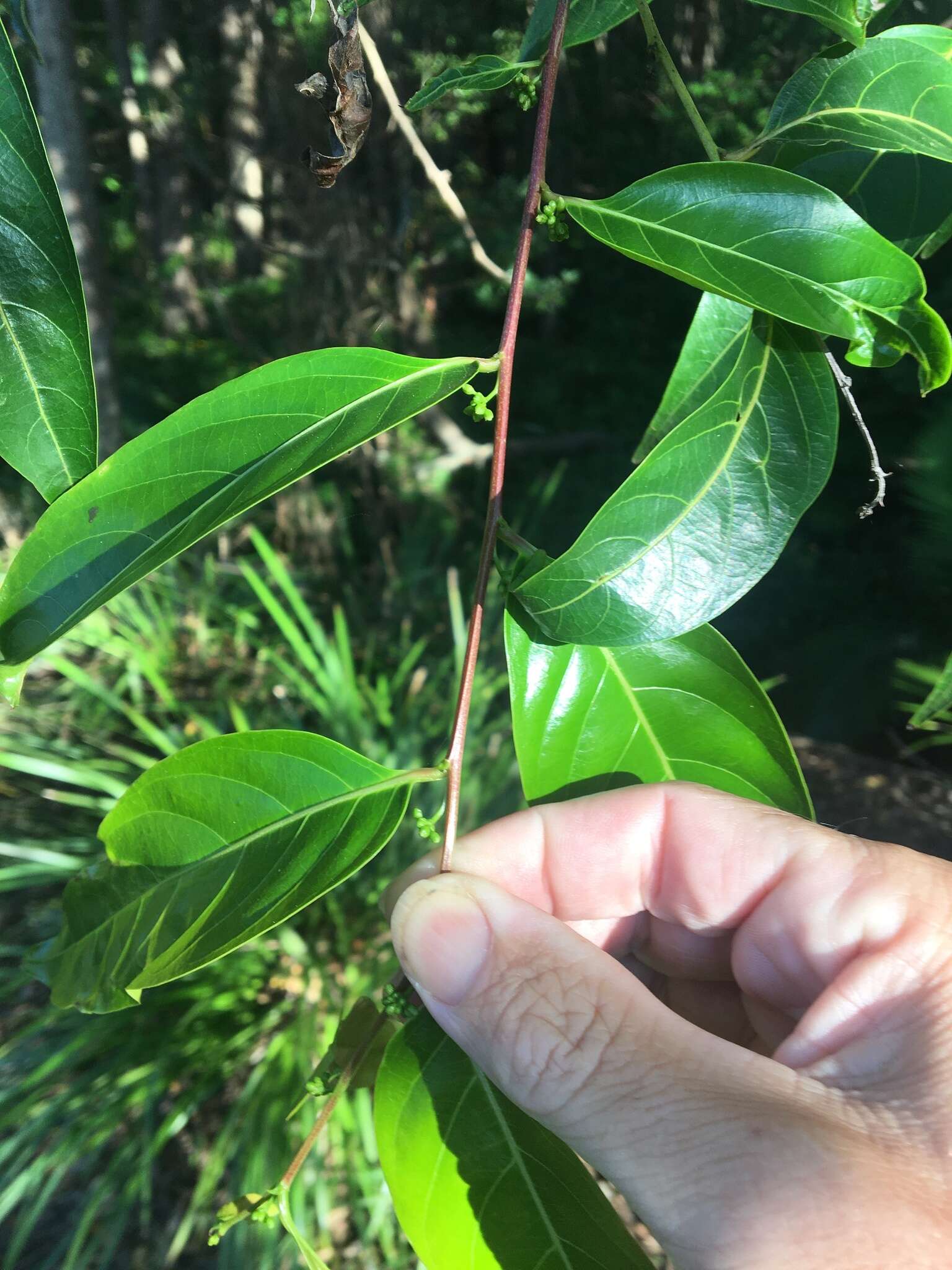 Image of Glochidion zeylanicum var. zeylanicum