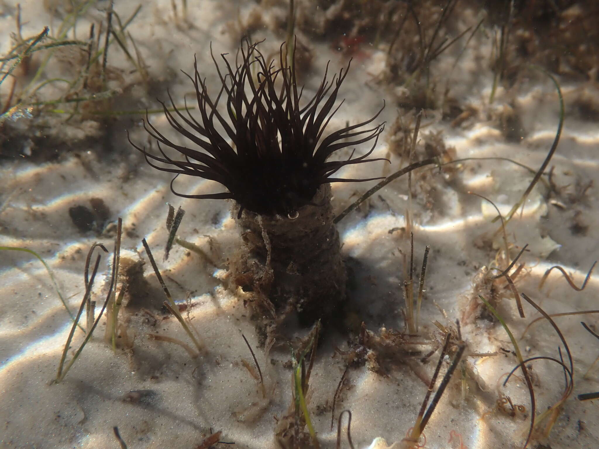 Image of American tube-dwelling anemone