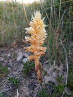 Image of Orobanche amethystea Thuill.