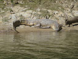 Image of Estuarine Crocodile