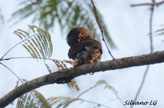 Image of Central American Pygmy Owl