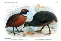 Image of Rufous-fronted Wood Quail
