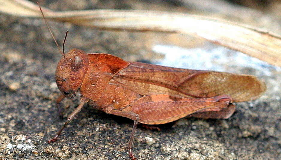 Humbe tenuicornis (Schaum 1853)的圖片