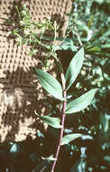 Plancia ëd Epidendrum unguiculatum (C. Schweinf.) Garay & Dunst.