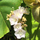 Image of Jacquemontia tomentella (Miq.) Hall. fil.