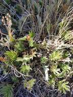 Image of woolly cinquefoil