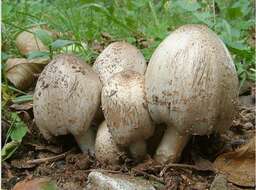 Coprinopsis atramentaria (Bull.) Redhead, Vilgalys & Moncalvo 2001 resmi