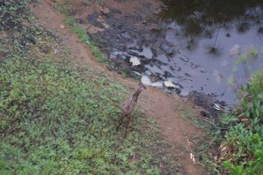 Image of Sitatunga