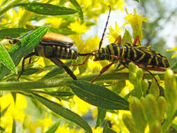 Image of Locust Borer