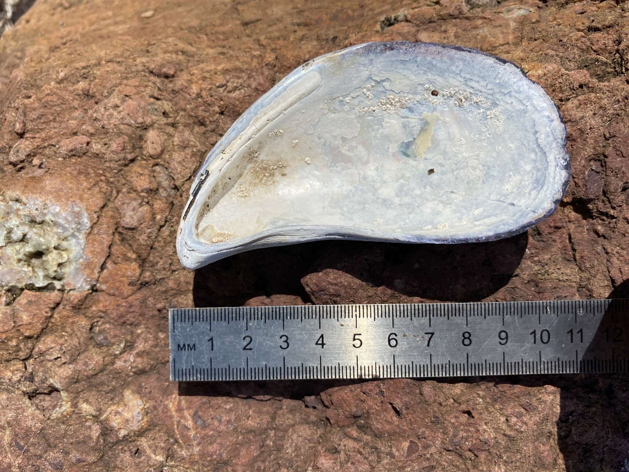Image of Gray mussel